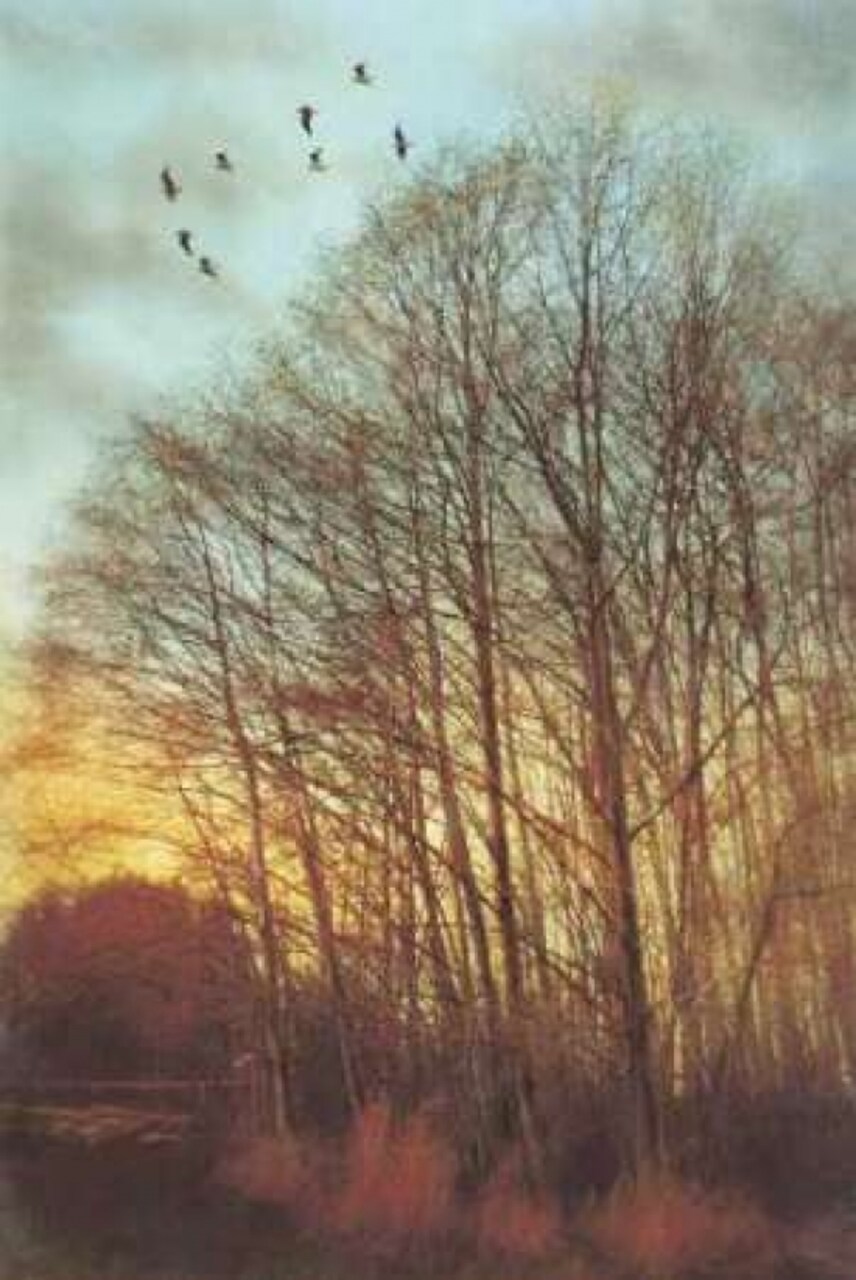 Winter Light II Poster Print by Amy Melious - Item # VARPDXMEL350